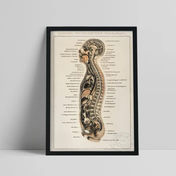 Ретро-Плакат От Графиката По Анатомия На Човека, Вътрешната Система, Показваща Стенни Картина С Винтажными Артистични Щампи, Медицински Образователен, Научен Декор