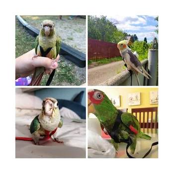 Папагал-Птичья шлейка, Каишка, Тяговый каишка за полети на открито, Комплект въжета за обучение летателна за птици Parrot-Черни S